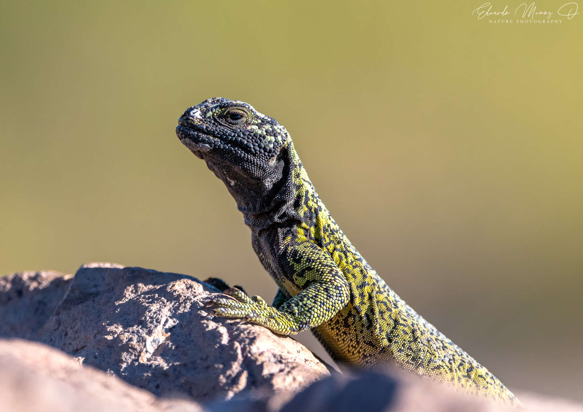 Image of Phymaturus loboi Troncoso-Palacios, Ferri-Yáñez, Laspiur & Aguilar 2019