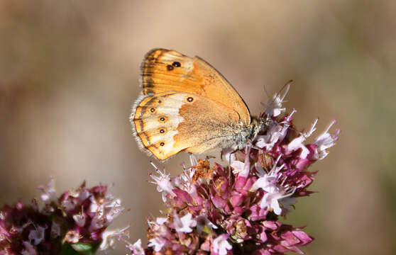 Image of Coenonympha dorus Esper 1782