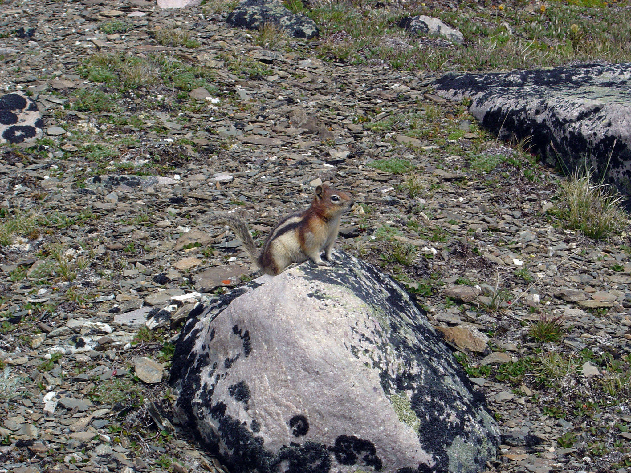 Callospermophilus Merriam 1897 resmi