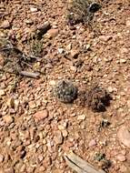 Image of Pincushion Cactus