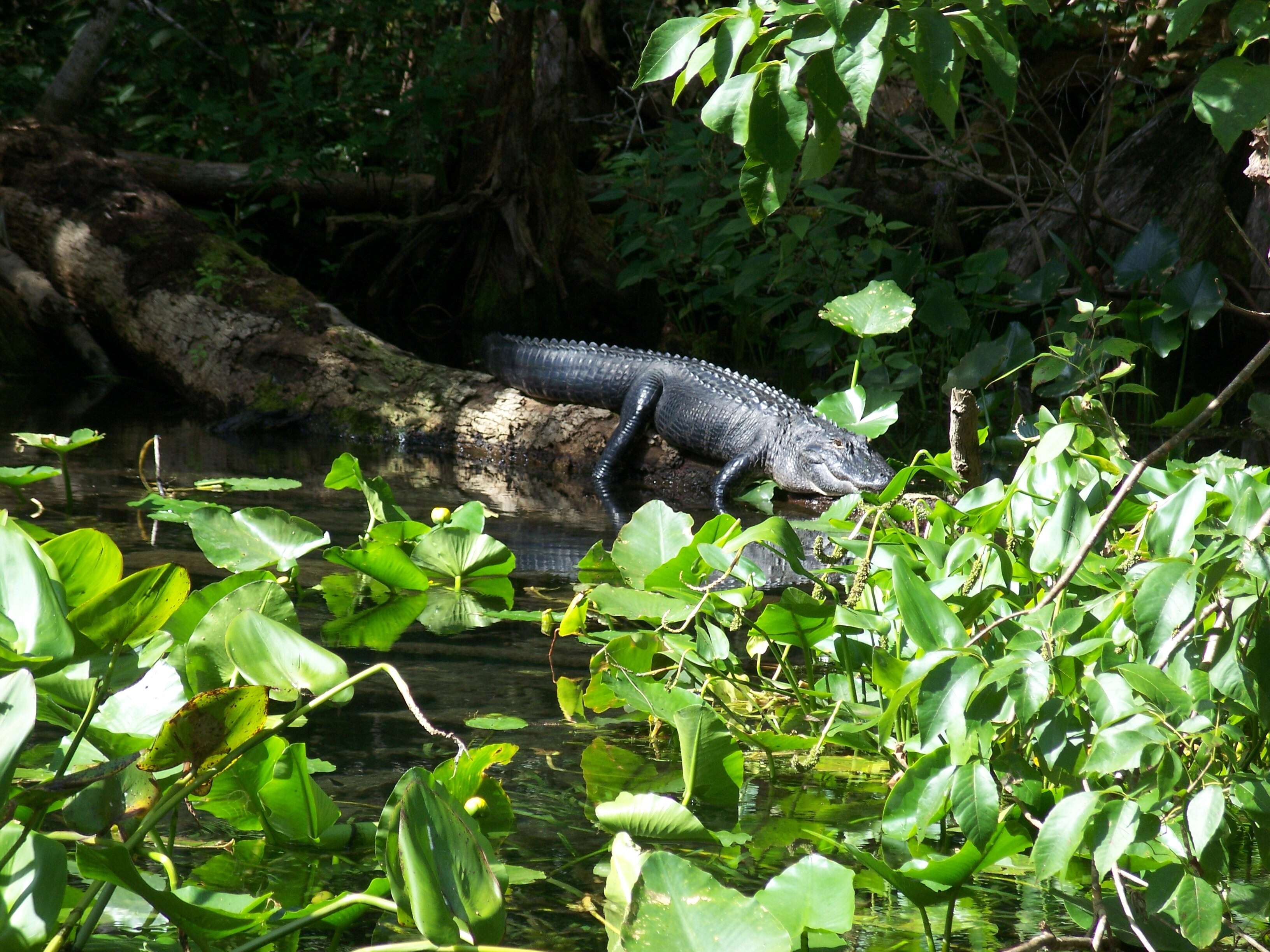 Image of alligators