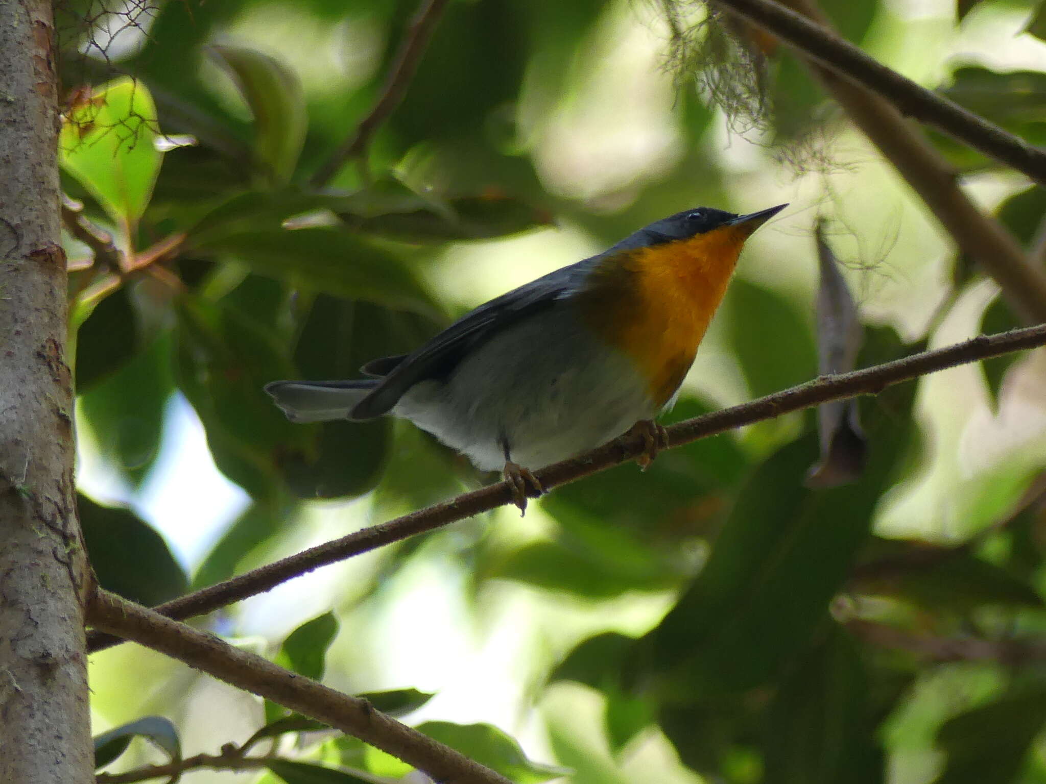 Image of Flame-throated Warbler