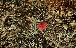 صورة Hibiscus rhodanthus Gürke ex Schinz