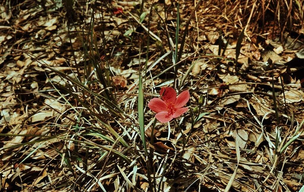 Image of Dwarf red hibiscus