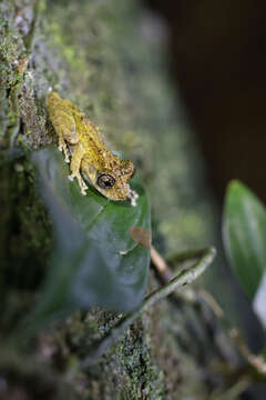 Image of Ololygon muriciensis (Cruz, Nunes & Lima 2011)