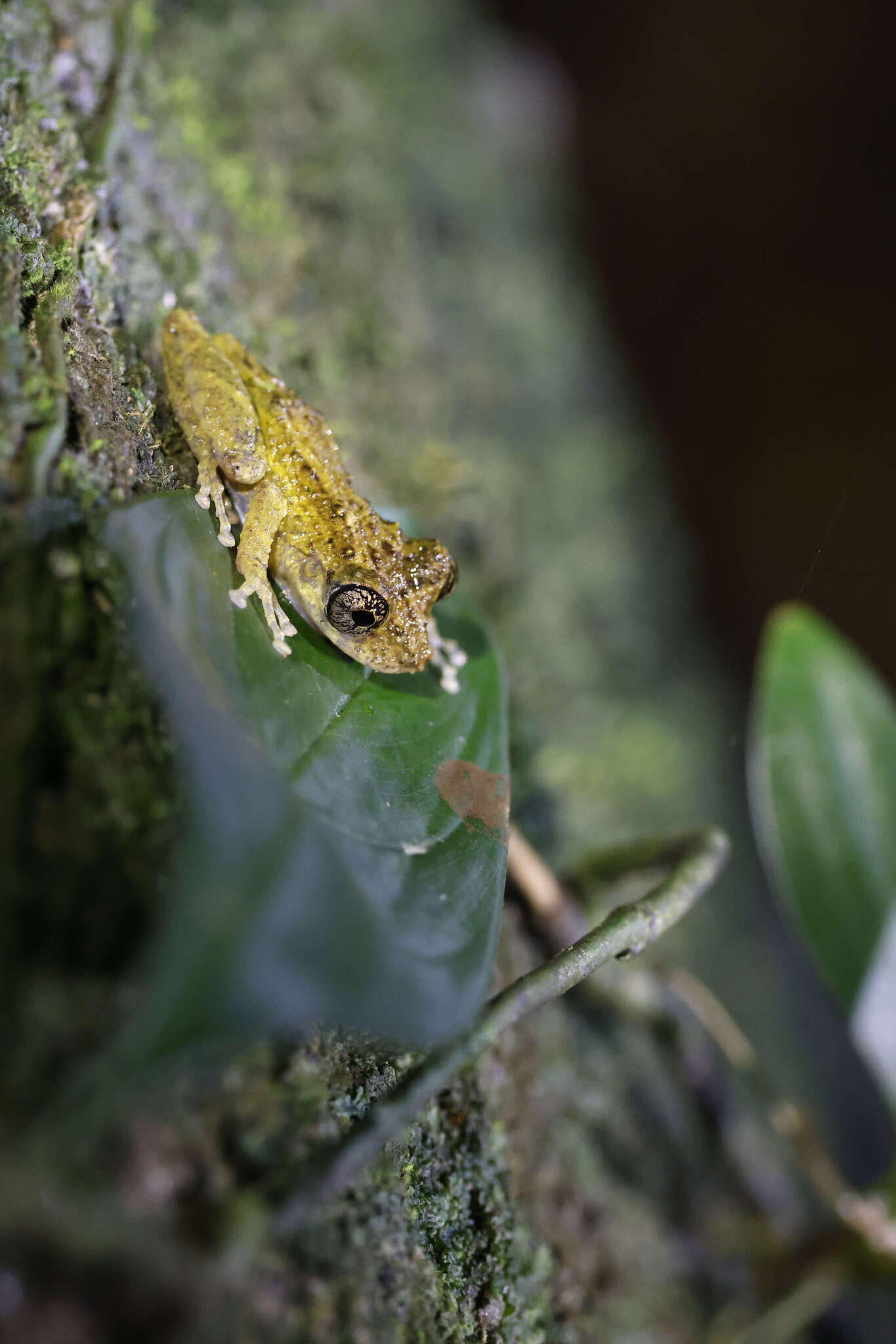 Image de Ololygon muriciensis (Cruz, Nunes & Lima 2011)