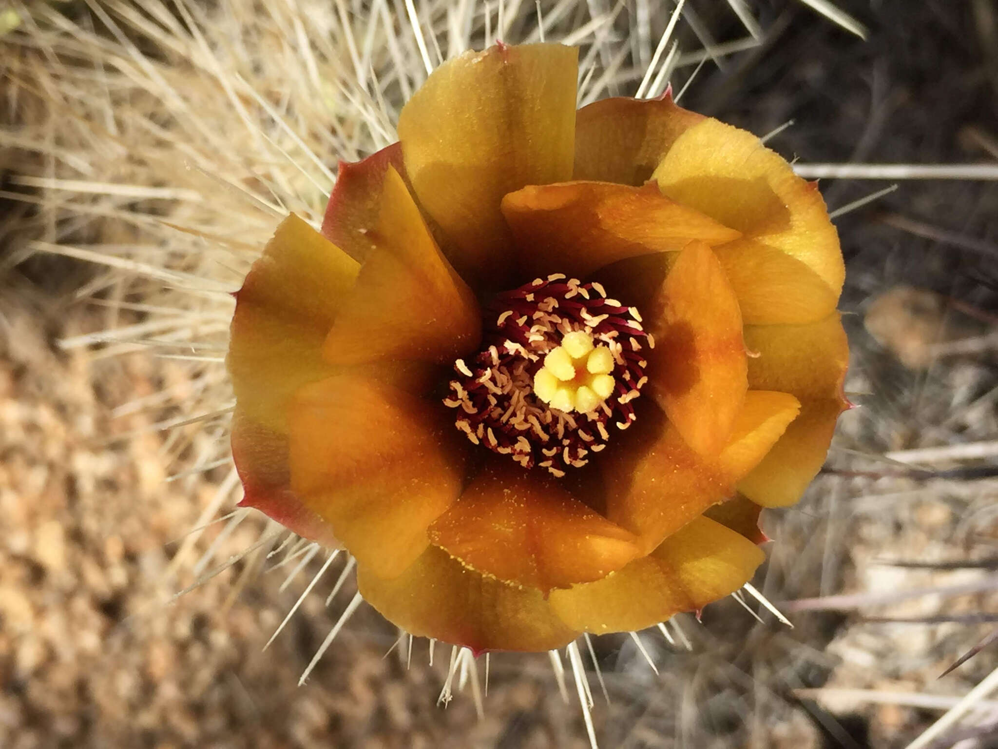 Image de <i>Cylindropuntia chuckwallensis</i>