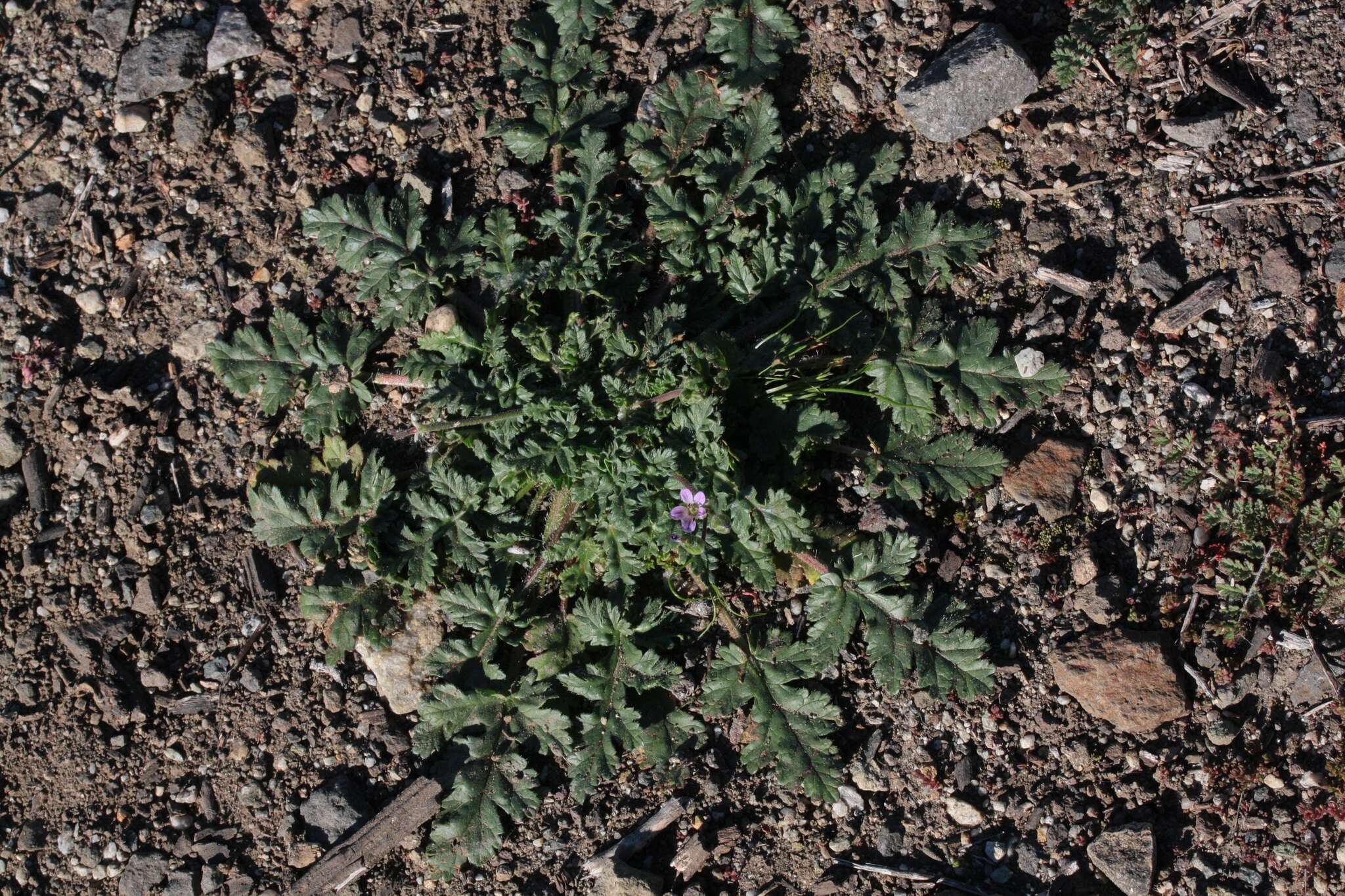 Слика од Erodium brachycarpum (Godr.) Thellung