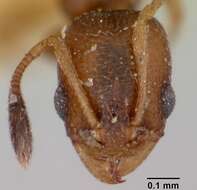 Image of Ant