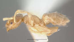 Image of Chronoxenus rossi