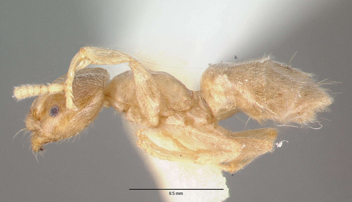 Image of Chronoxenus rossi