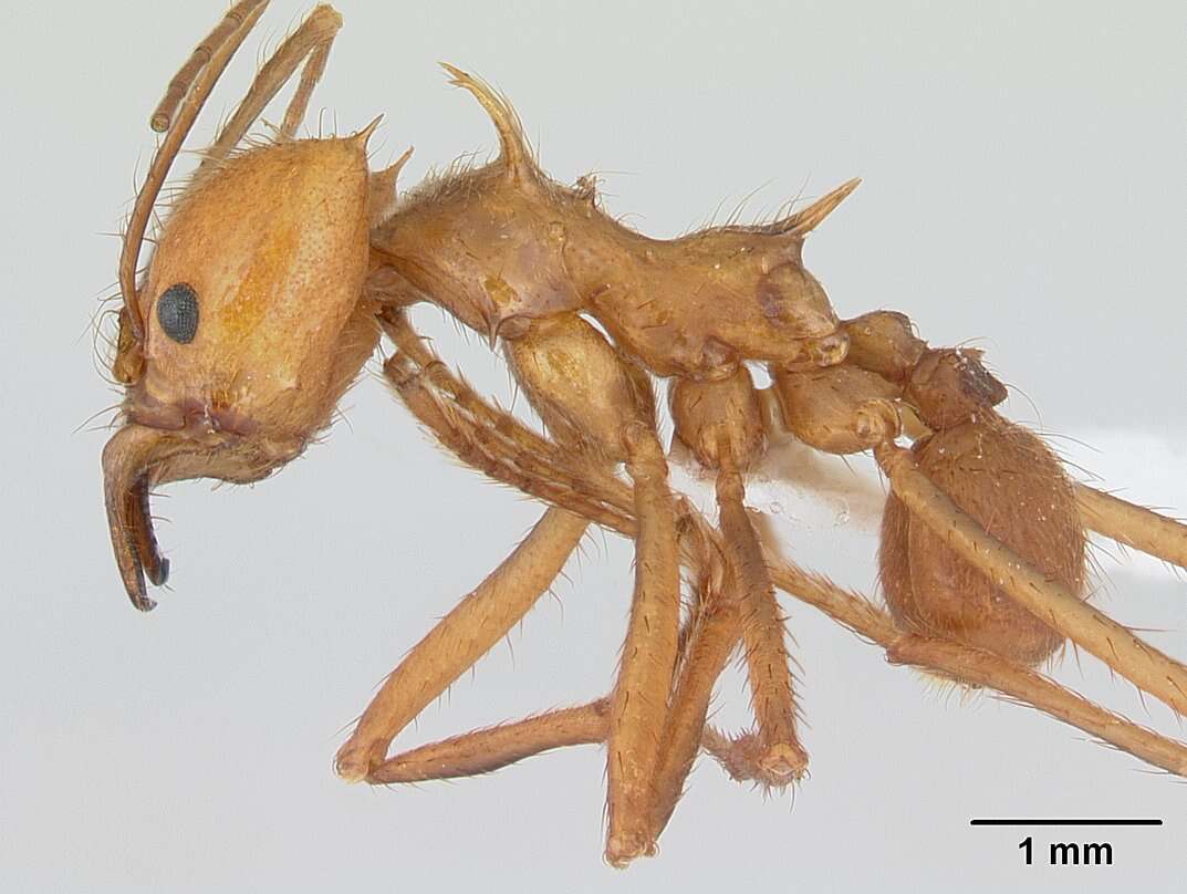 Image of Leaf-cutter ant