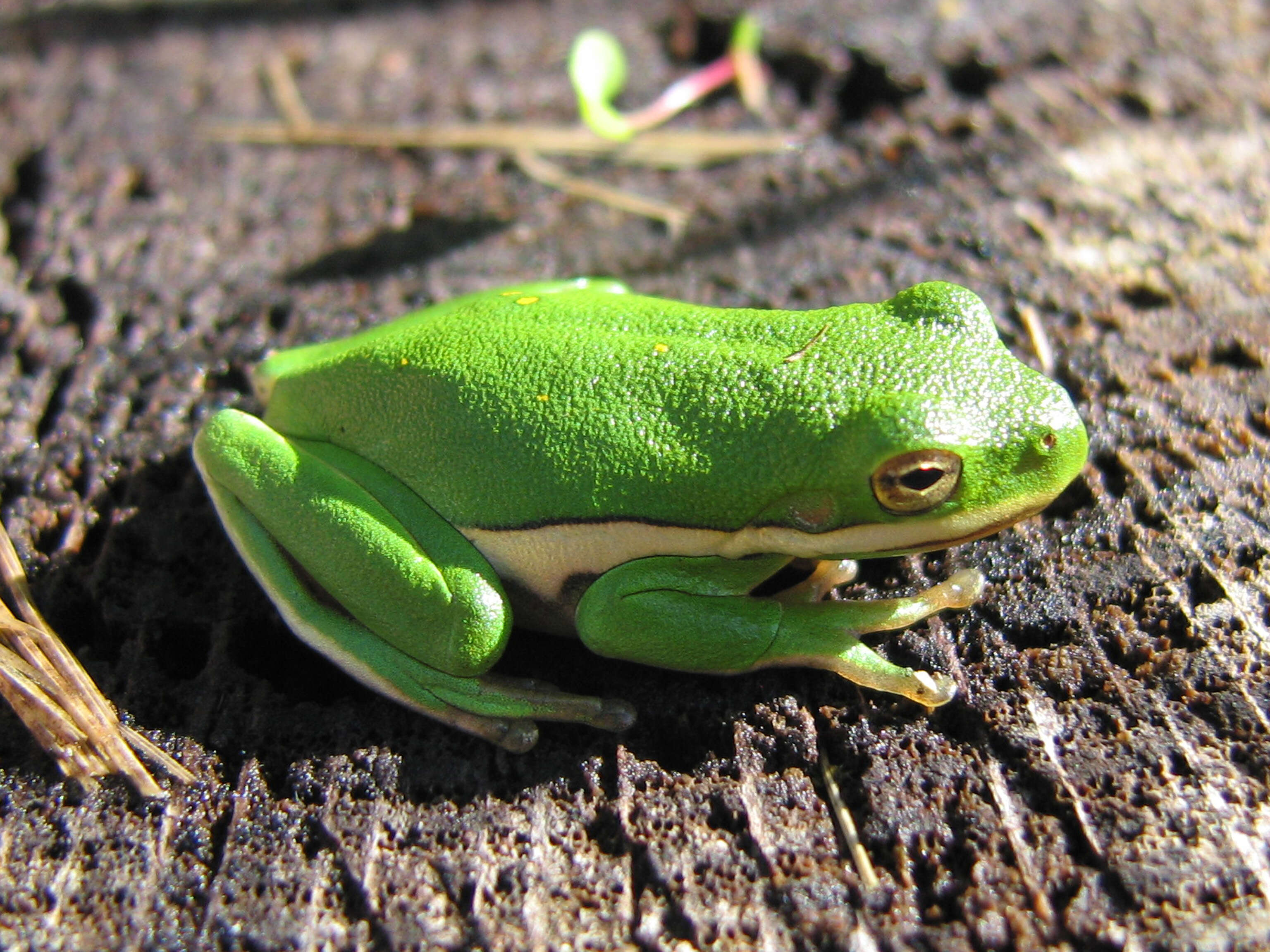 Image of American Green Treefrog