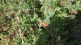 Image de Epilobium canum subsp. latifolium (Hook.) P. H. Raven