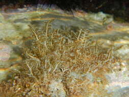 Image of Wrangelia penicillata