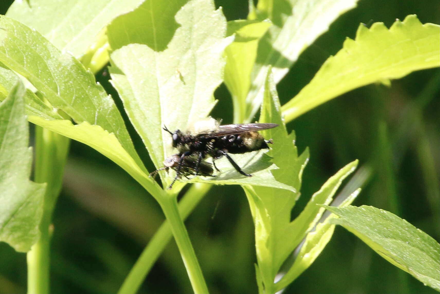 Image of Laphria divisor (Banks 1917)