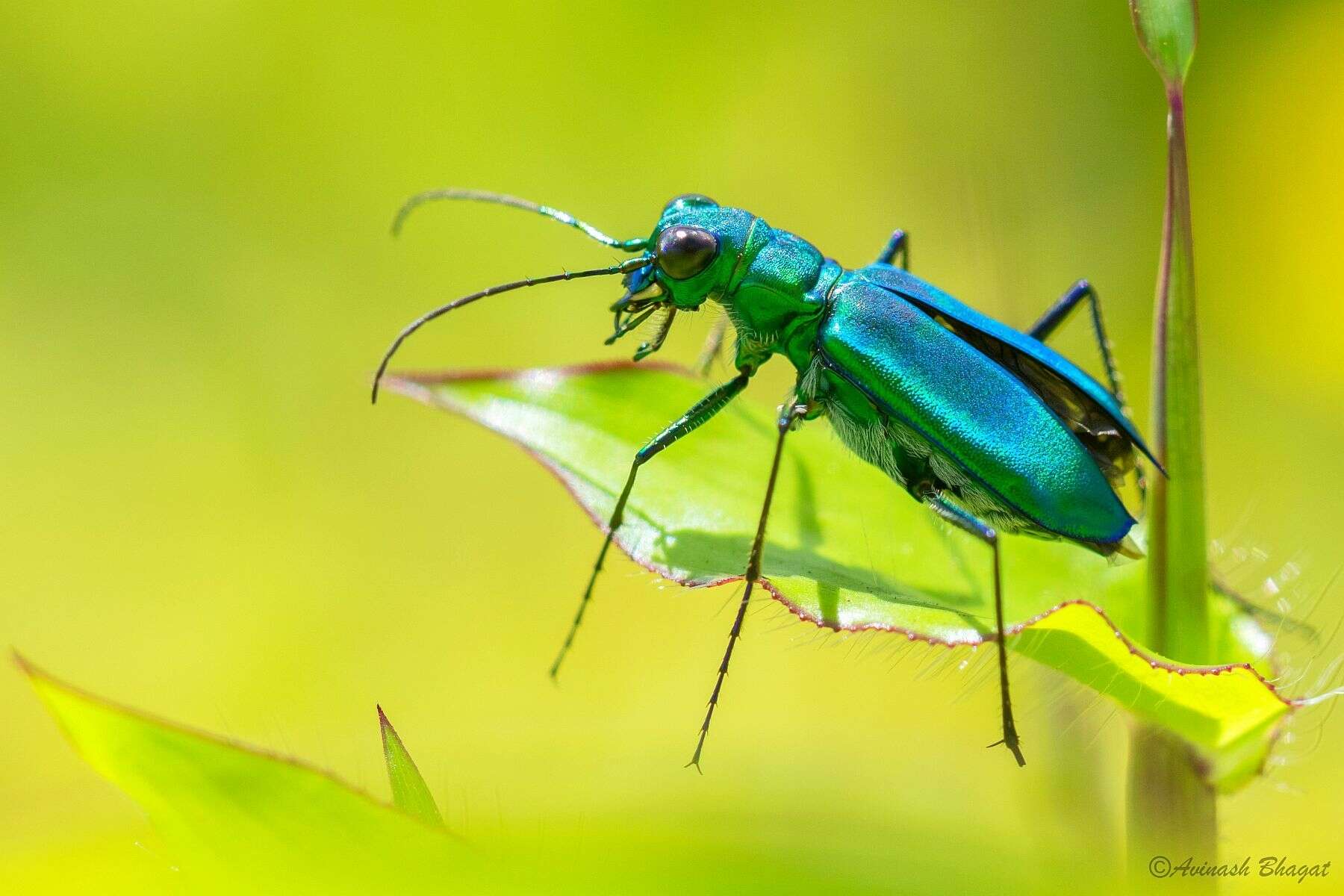 Image of Cicindela (Calochroa) whithillii (Hope 1838)