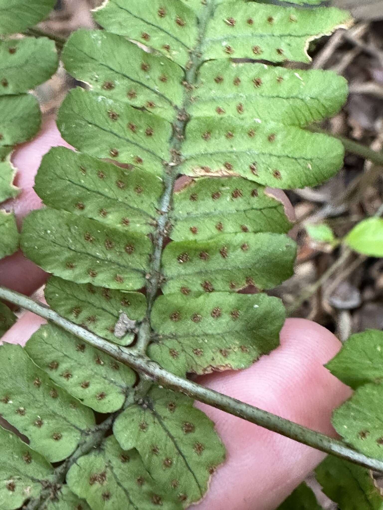 Plancia ëd Dryopteris tenuipes (Rosenst.) Seriz.