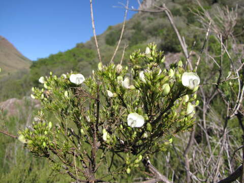 Imagem de <i>Psoralea margaretiflora</i>