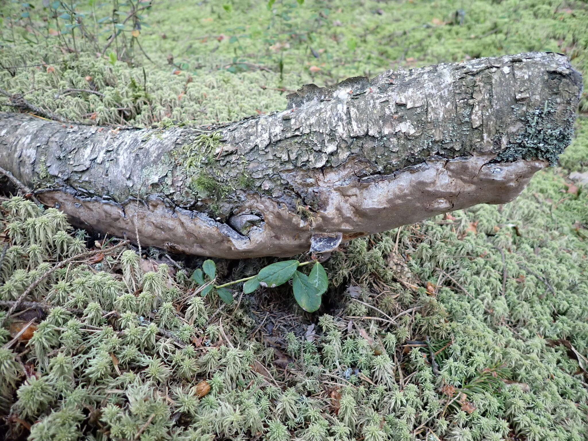 Phellinus laevigatus (P. Karst.) Bourdot & Galzin 1928的圖片