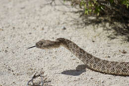 Image of Crotalus pyrrhus (Cope 1867)