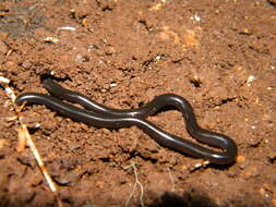 Image of Black Blind Snake