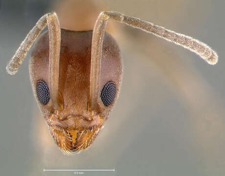 Image of Argentine Ant