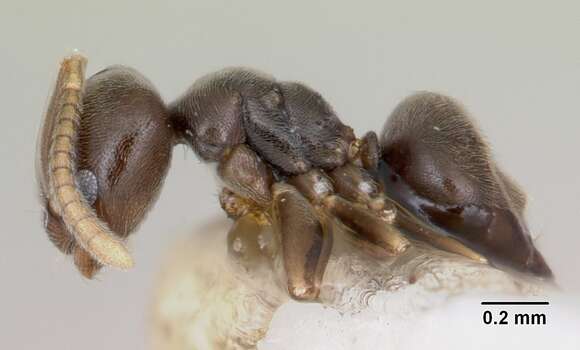 Imagem de Bothriomyrmex paradoxus