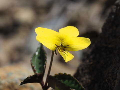 Imagem de Viola brevistipulata (Fr. & Sav.) W. Becker