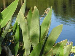 Image of Thalia multiflora Horkel ex Körn.