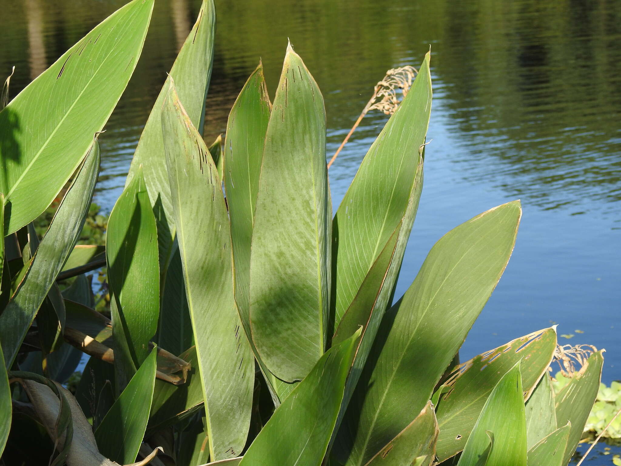 Image of Thalia multiflora Horkel ex Körn.