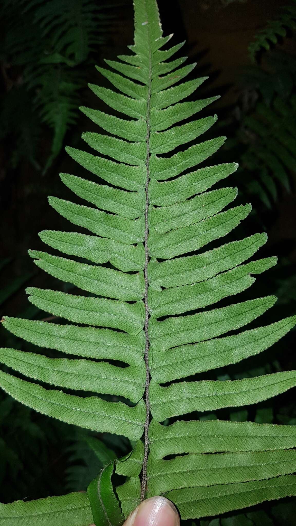 Image of Microlepia hookeriana (Wall.) C. Presl