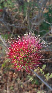 Imagem de Combretum coccineum (Sonn.) Lam.