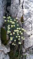 Image of Saxifraga squarrosa Sieber