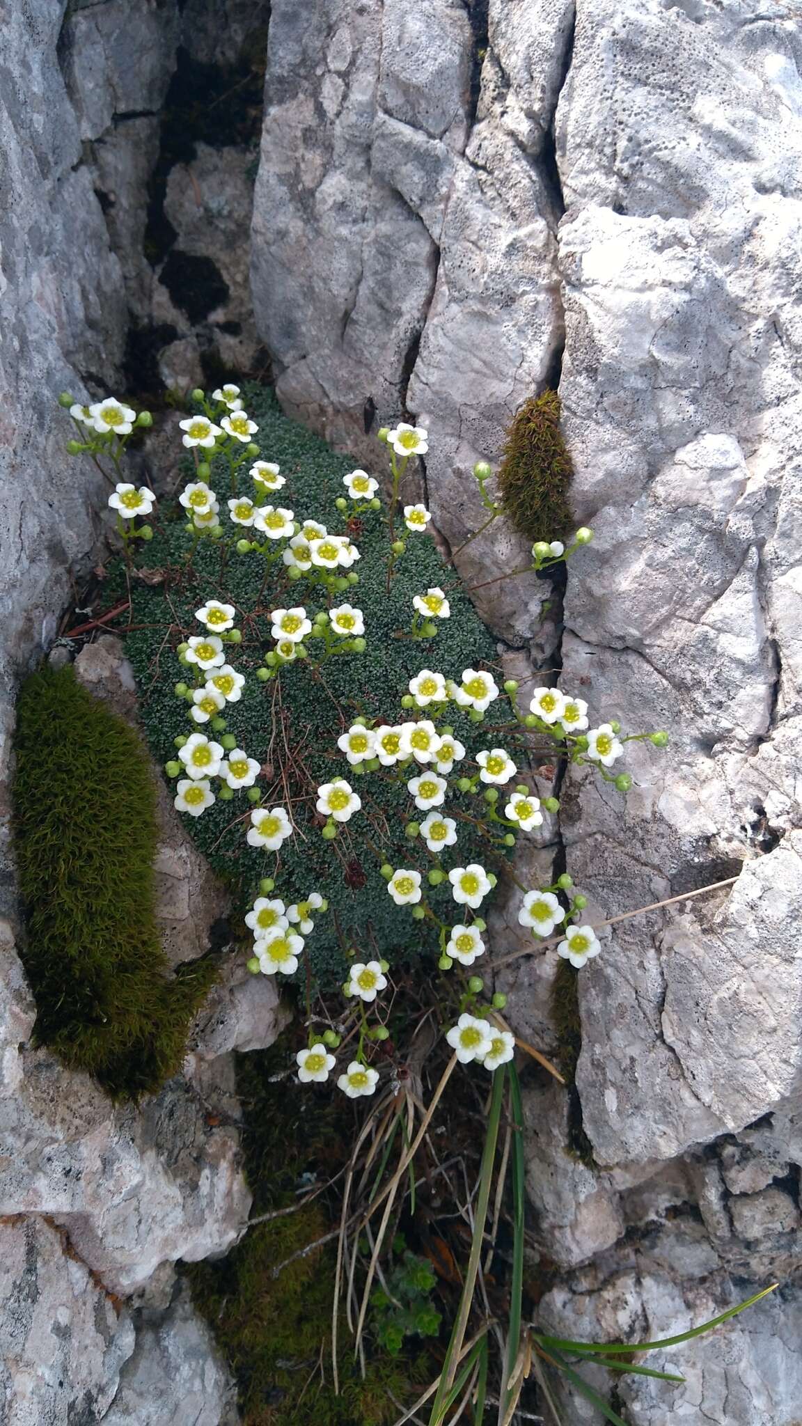 Imagem de Saxifraga squarrosa Sieber