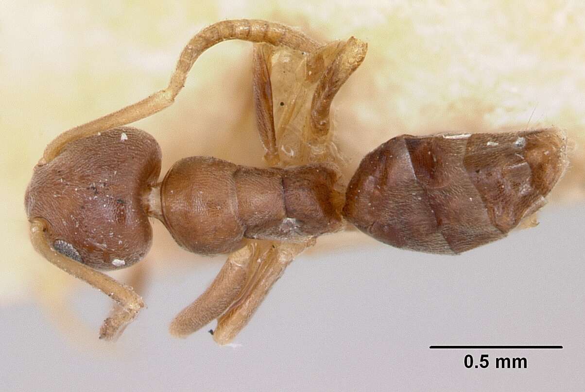 Image of Odorous House Ant