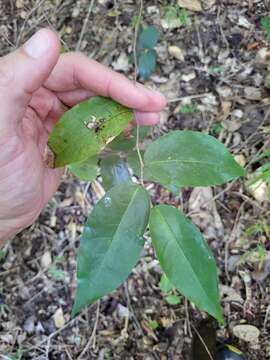 Imagem de Savia sessiliflora (Sw.) Willd.