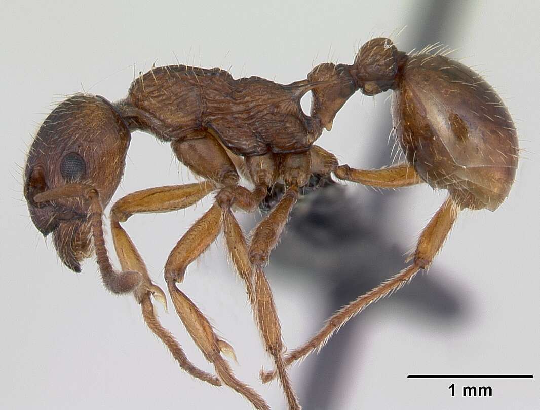 Image of Myrmica ruginodis Nylander 1846