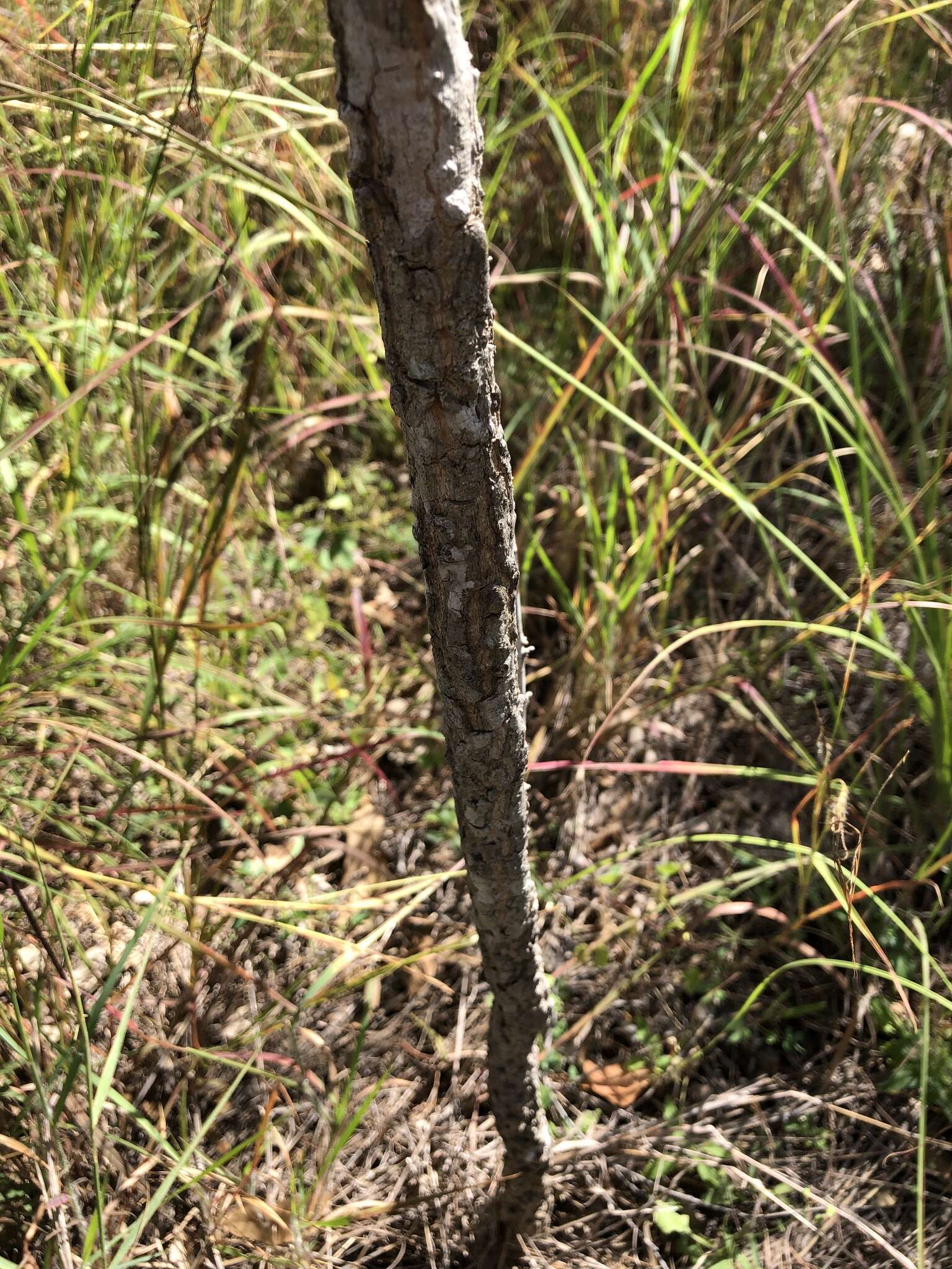 Plancia ëd Dolichandrone alternifolia (R. Br.) Seem.