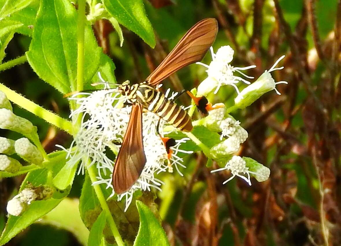 Image of Texas Wasp Moth