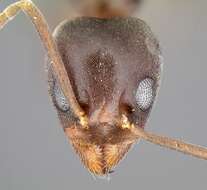 Image of Argentine Ant