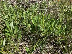 Image of Great Lakes sandcherry