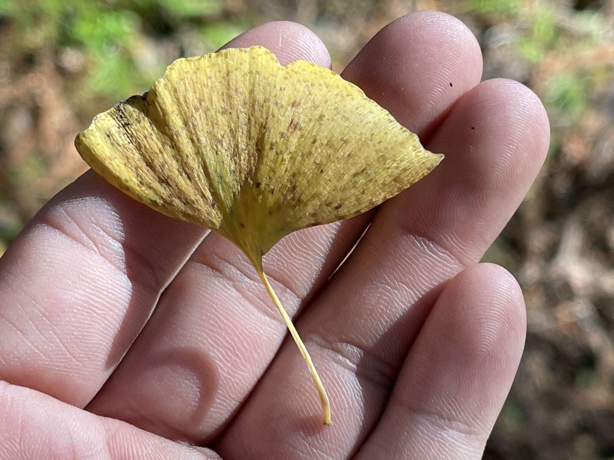 Image of Bartheletiaceae