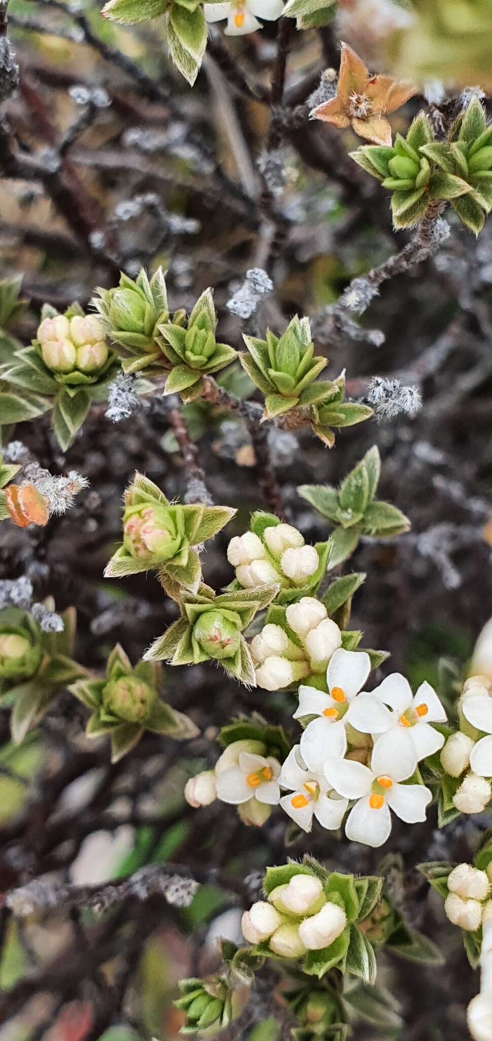 Image of Pimelea concinna Allan