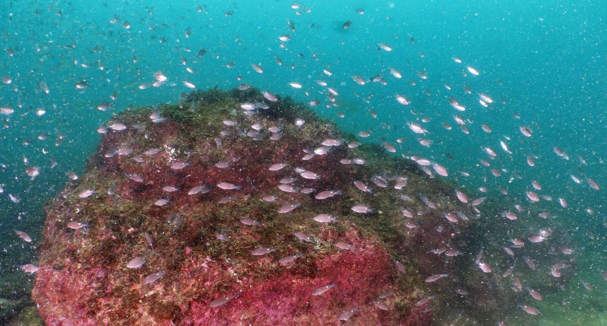 Image of Pearl-spot Chromis