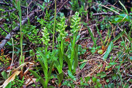 Image of Northern green orchid