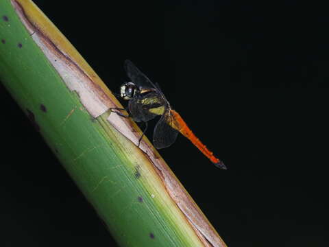 Image de Lyriothemis tricolor Ris 1916