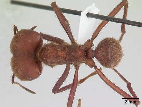 Image of Leaf-cutter ant