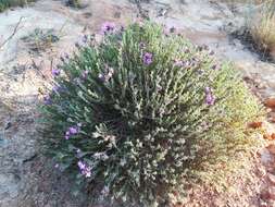 Image of Thymus villosus subsp. villosus