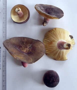 Image of Russula aucklandica McNabb 1973